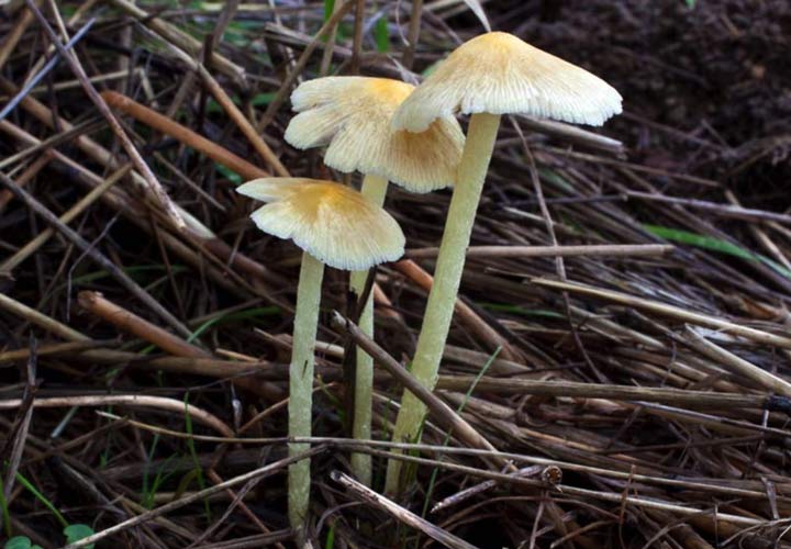 Yellow fieldcap, wild mushroom - POST