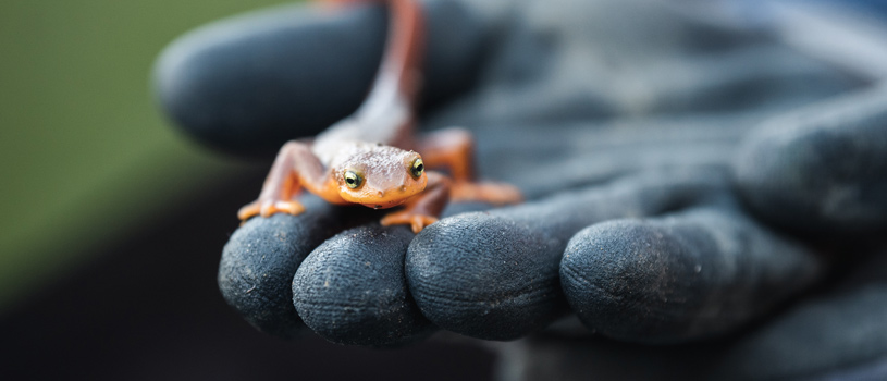 Researcher holding a newt - POST