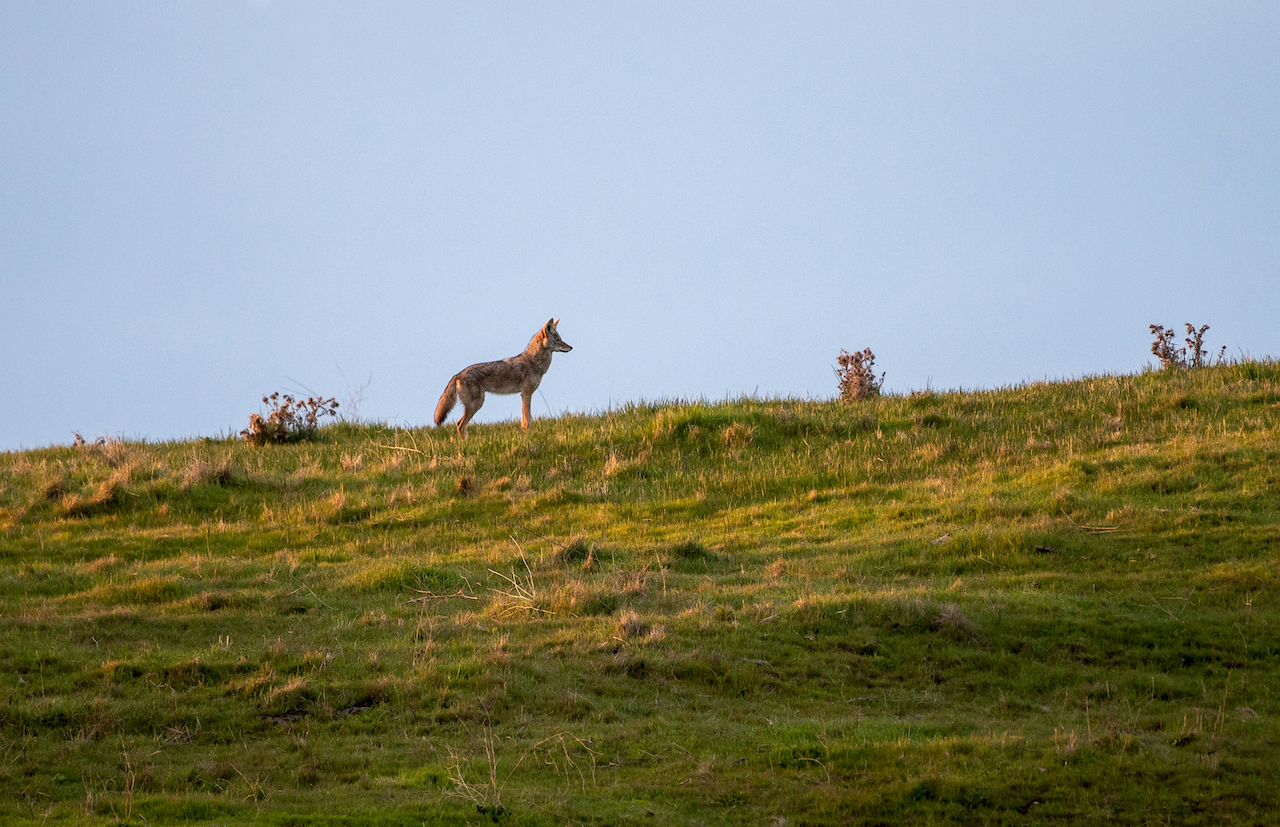 Coyote standing atop a hill with morning sky behind it
