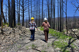 Staff walk among burned redwood trees evaluating the forest's health.