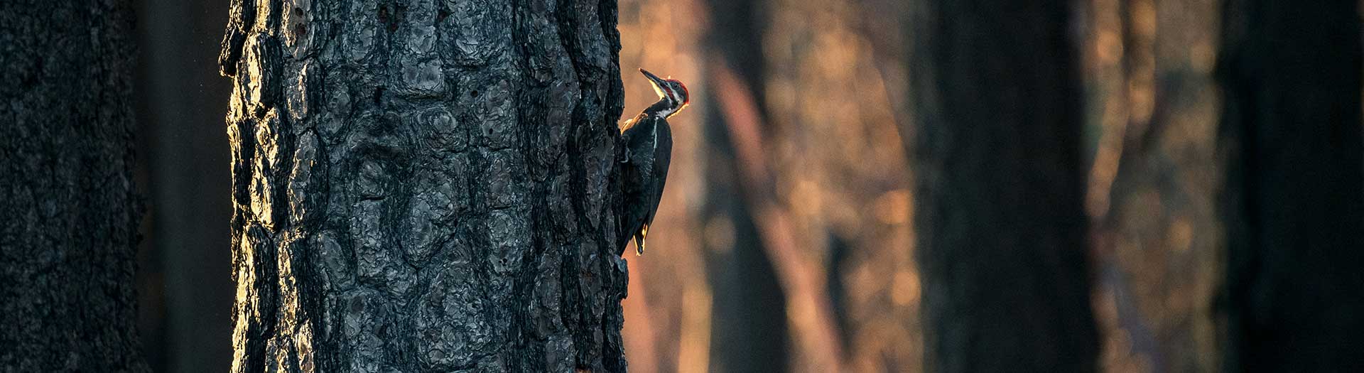 Pileated-Woodpecker—Sunset-in-the-Burn