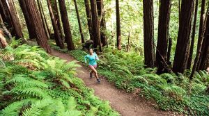 A runner passes ferns on the trails at Purisima Creek Redwoods.