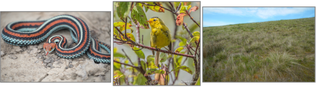 3 Photos from left to right. SF garter snake coiled and facing camera. Small yellow bird, Wilson's Warbler, perched on a branch in a bush. Green rolling hills covered in native grasslands