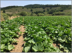 Row crops at Fifth Crow Farm at Cloverdale Ranch, protected by POST for eventual transfer to a local farmer. Photo: courtesy Midpen.