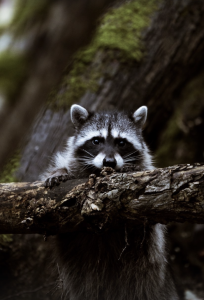Young raccoon looking at camera while standing on back legs handholding onto log in front of it.