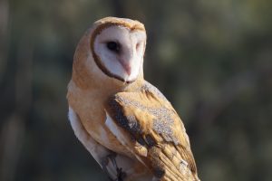 barn owl portrait on left side of frame looking down and to the right.