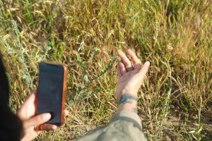 A hiker snaps a photo of a tall grass on the side of a hiking trail at Rancho San Vicente.