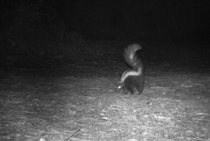 A skunk sniffs around in the darkness in the Santa Cruz Mountains.