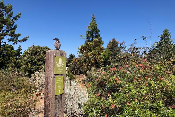 LesliePatron_UCSC-Arboretum-5