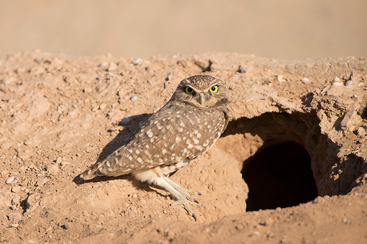 A burrowing owl stands outside of its burrow.
