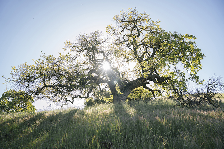 Sunlight streaming through a large tree on the Calero property