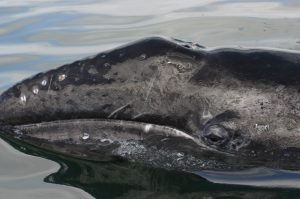 Gray whale poking its head out of the water